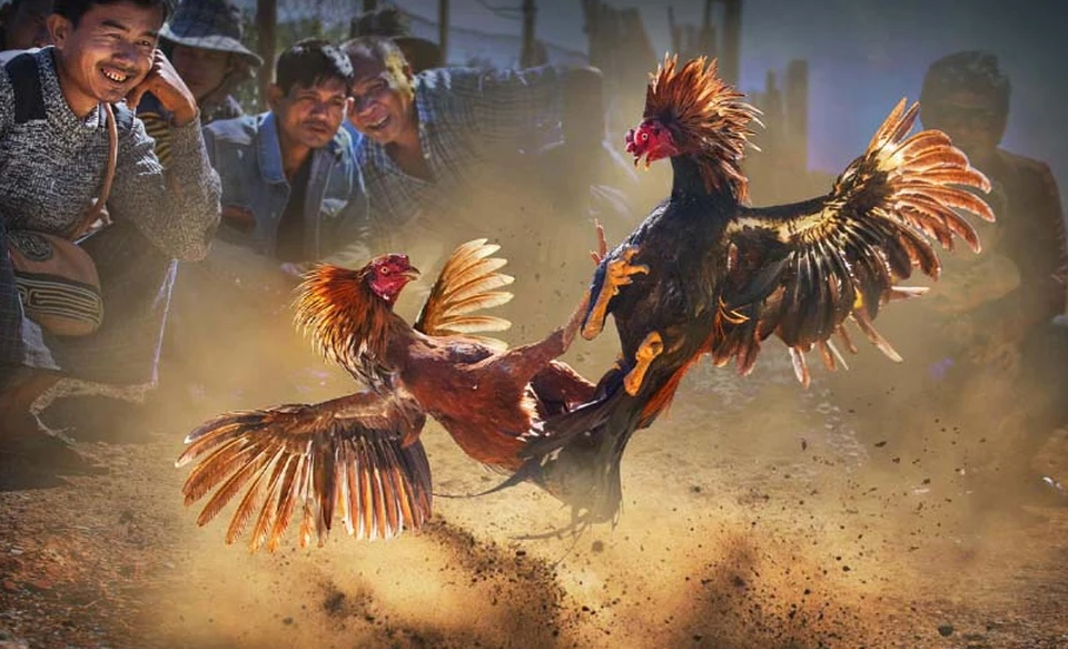 Người chơi quan sát và phân tích trận đấu trước khi đặt cược